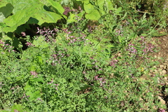 Fumaria officinalis