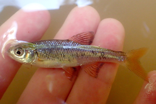 Pretty shiner (Lythrurus bellus) — Cyprinidae — 2