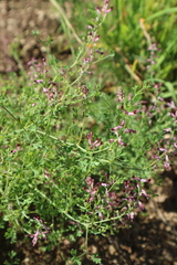Fumaria officinalis