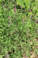 Fumaria officinalis