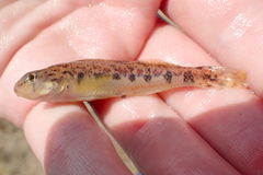 Tombigbee Darter photo 3