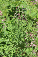 Fumaria officinalis