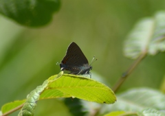 Satyrium edwardsii