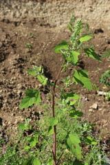 Chenopodium album