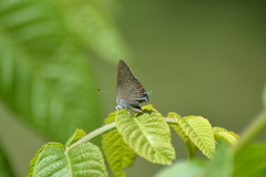 Satyrium edwardsii