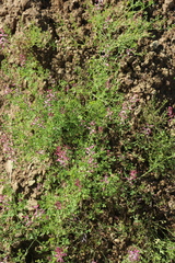 Fumaria officinalis