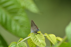 Satyrium edwardsii