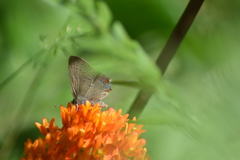 Satyrium edwardsii