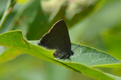 Satyrium edwardsii
