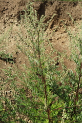 Artemisia vulgaris