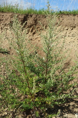 Artemisia vulgaris