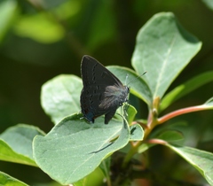 Satyrium edwardsii