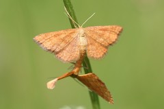 Idaea serpentata