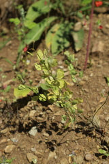 Thlaspi arvense