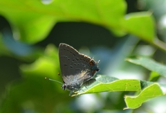 Satyrium edwardsii