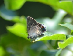 Satyrium edwardsii