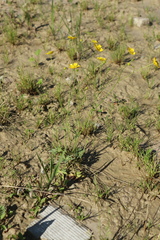 Ranunculus acris