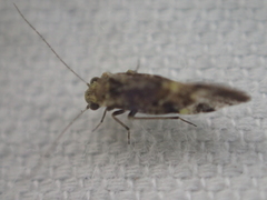 Myopsocidae