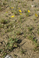 Ranunculus acris