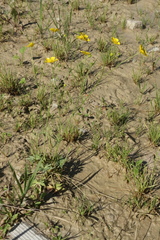 Ranunculus acris