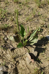Plantago major