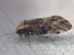 Myopsocidae