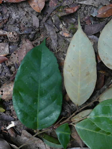 Nikko (Afrolicania elaeosperma)