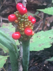 Arisaemateae