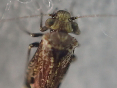 Myopsocidae