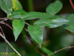 Lonicera hypoglauca