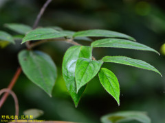 Lonicera hypoglauca