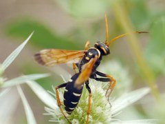 Parabatozonus lacerticida