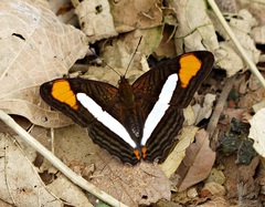 Adelpha calliphane