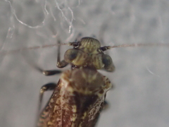 Myopsocidae