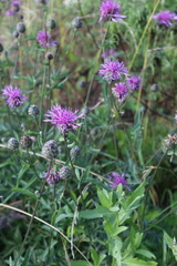 Centaurea scabiosa