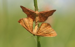 Idaea serpentata