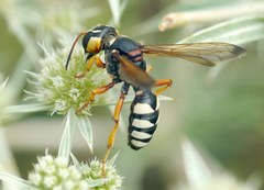 Cerceris tuberculata