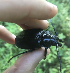 Prionus laticollis