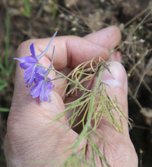Delphinium consolida