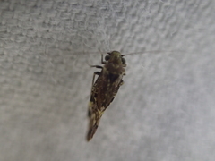 Myopsocidae