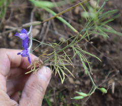 Delphinium consolida