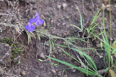 Delphinium consolida