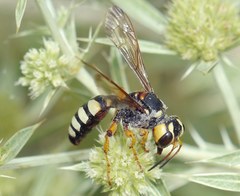 Cerceris tuberculata