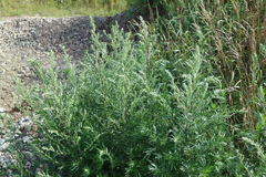 Artemisia vulgaris