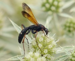 Cryptocheilus octomaculatus