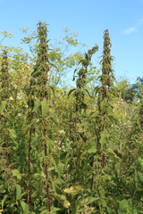Urtica dioica
