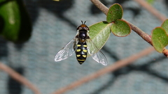 Austroscaeva
