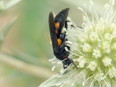 Eoferreola erythraea