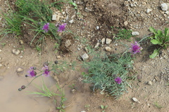 Centaurea scabiosa