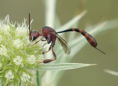 Gasteruption hastator